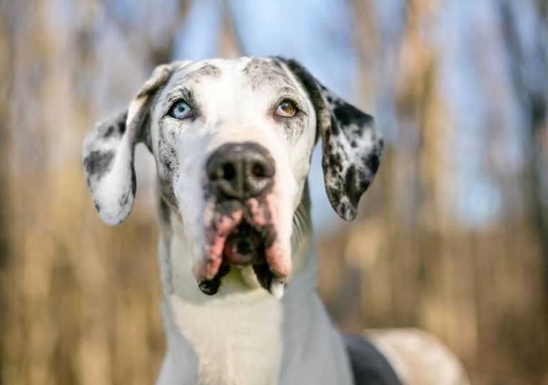 7 races de chiens aux yeux bleus avec photos Toutoupourlechien