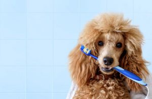3 soins dentaires chez le chien