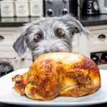 troubles du comportement alimentaires du chien