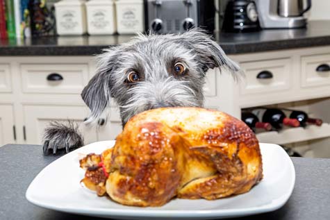 troubles du comportement alimentaires du chien