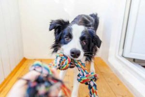 astuce pour occuper chien