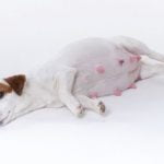 bain pour chienne gestante