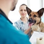 les bonnes raisons d'assurer son chien