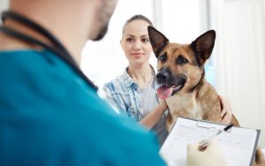 les bonnes raisons d'assurer son chien