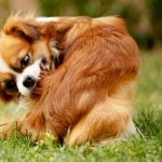 chien allergique aux graminées