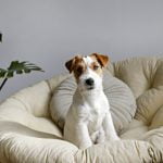 chien qui tourne avant de dormir