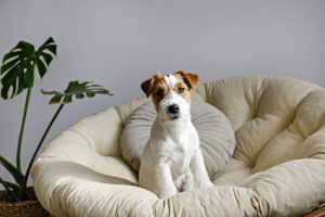 chien qui tourne avant de dormir