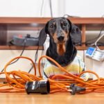 electrocution du chien