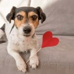 signes de maladies cardiaques chez le chien