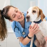 utilité d'assurance son chien