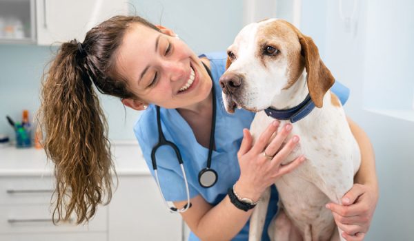 utilité d'assurance son chien