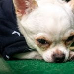 TobyKeith plus vieux chien du monde