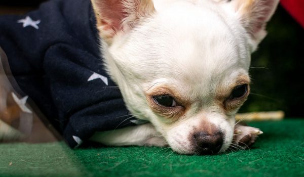 TobyKeith plus vieux chien du monde