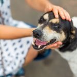 adoption chien mauvaises raisons