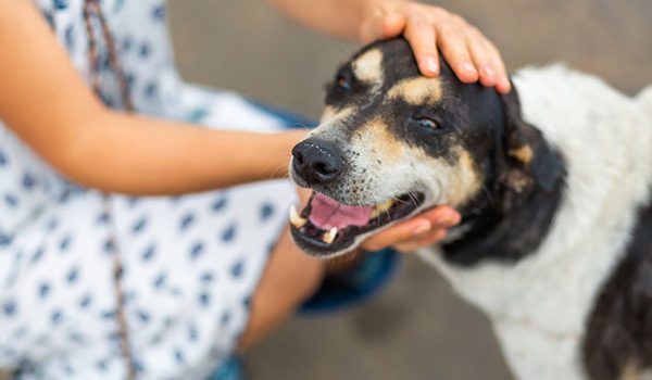 adoption chien mauvaises raisons