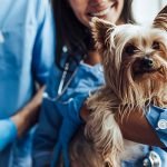 assurance pour petit chien