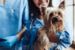 assurance pour petit chien