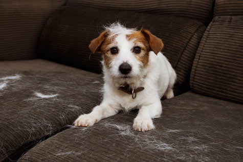 chien qui perd ses poils