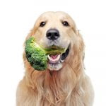 chien végétarien en meilleure santé que les autres