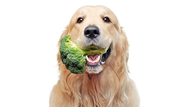 chien végétarien en meilleure santé que les autres