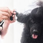 mon chien a les poils emmêlés