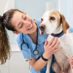 don du sang chez le chien