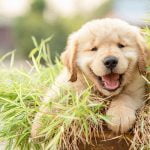 questions à poser à un eleveur de chiot