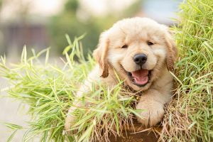 questions à poser à un eleveur de chiot