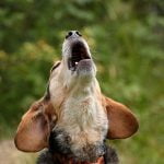 aboiement de chiens et nuisances sonores