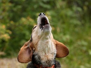 aboiement de chiens et nuisances sonores