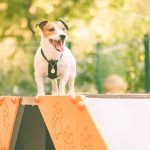 premiere aire de jeux pour chien à paris