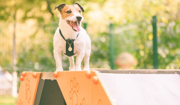 premiere aire de jeux pour chien à paris
