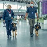 chien qui détecte le covid