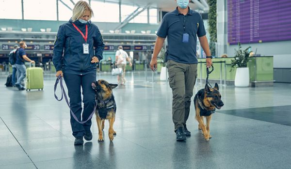chien qui détecte le covid