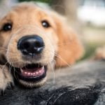 un chiot déchire 1000 euros de billet