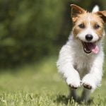 étude sur l'espérance de vie des races de chiens