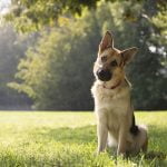 le comportement du chien n'est pas lié à sa race