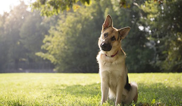 le comportement du chien n'est pas lié à sa race