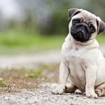 étude scientifique qui conseille de ne pas adopter des carlins