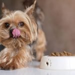 étude un seul repas par jour