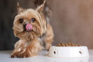 étude un seul repas par jour