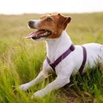 patron chien héros en ukraine