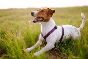 patron chien héros en ukraine