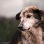 que devient un chien après le décès de son maître