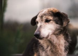 que devient un chien après le décès de son maître