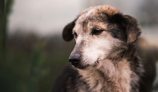 que devient un chien après le décès de son maître