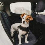 voyager en voiture avec son chien