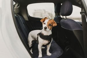 voyager en voiture avec son chien