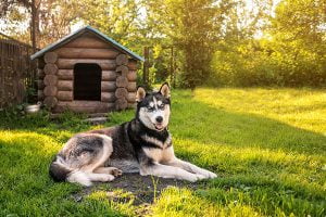 choisir une niche pour son chien