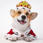corgis chiens stars du jubilé de la reine